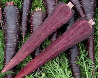 Carrot (seed) Pusa Asita Black, Black Purple Root Vegetable, Easy to Grow Fresh Edible Live Plant, Garden or Farm, Rare Gift for Gardener