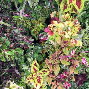May include: A close-up of a variety of colorful foliage plants. The plants have green, red, yellow, and purple leaves with intricate patterns.