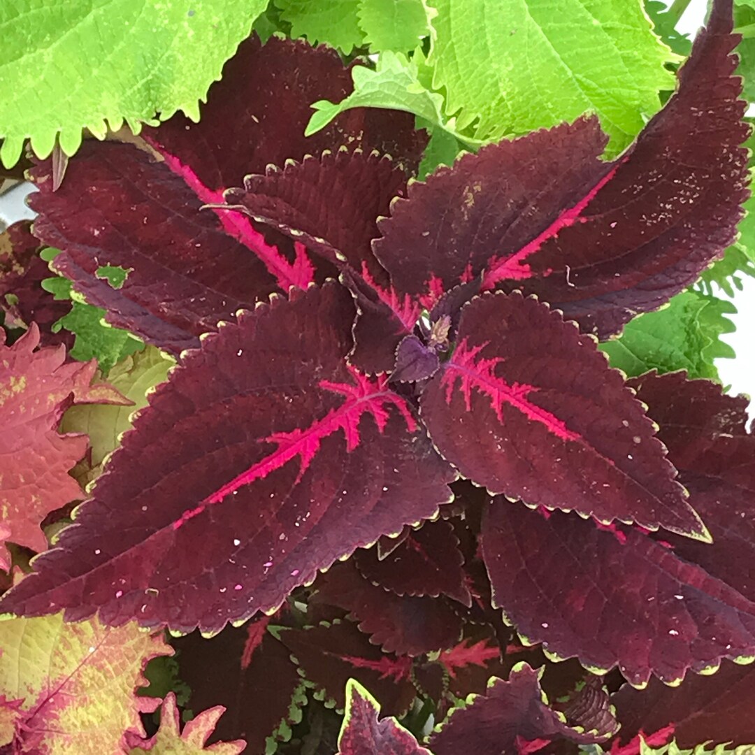 Coleus seeds Kingswood Torch Vibrant Ornamental Plant Rare - Etsy
