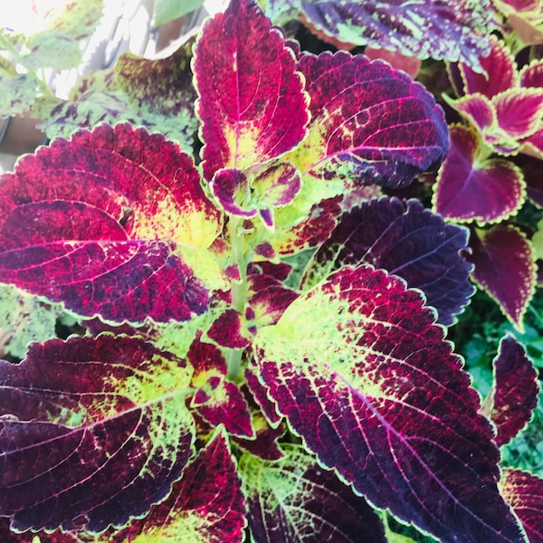 Coleus Dipt in Wine, Live Starter Plant, Vibrant Magenta Purple Ornamental Foliage, Great for Outdoors and Indoors, Rare Gift for Gardener