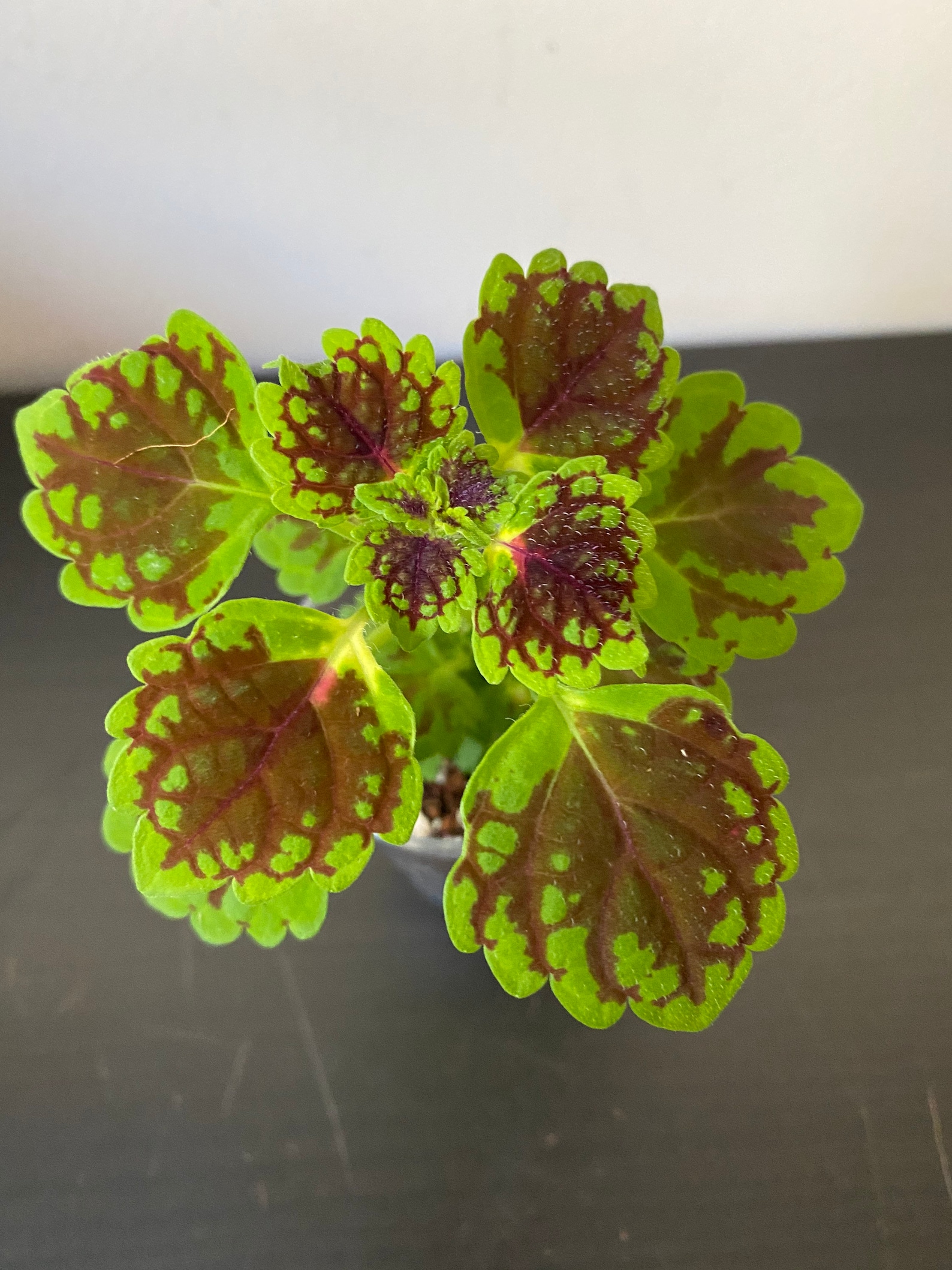 Live Coleus Starter Plant – Purple/Deep Plum/Dark Wine, 3-5" Tall – Fast Growing Houseplant Or Garden