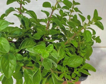 Sweet Marjoram Live Mature Plant Aromatic Herb and Spice Easy to Grow Organic Young Plant for Garden or Kitchen gift for gardener live herb