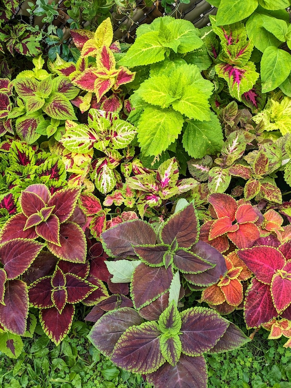 Coleus (seeds) Mix Kong & Wizard, Vibrant Ornamental Plant, Rare Seeds for  Planting, Great for Outdoors and Indoors, Gift for Gardener - Etsy