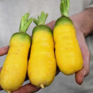 Könnte beinhalten: Drei gelbe Karotten mit grünen Blättern. Die Karotten sind lang und schlank, mit einer glatten, hellgelben Haut.