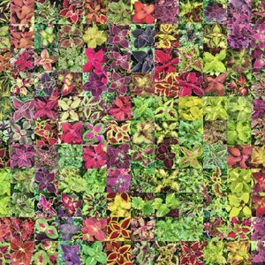 Coleus Samen Vomov Master Blend, Lebendige Zierpflanze, seltene Samen