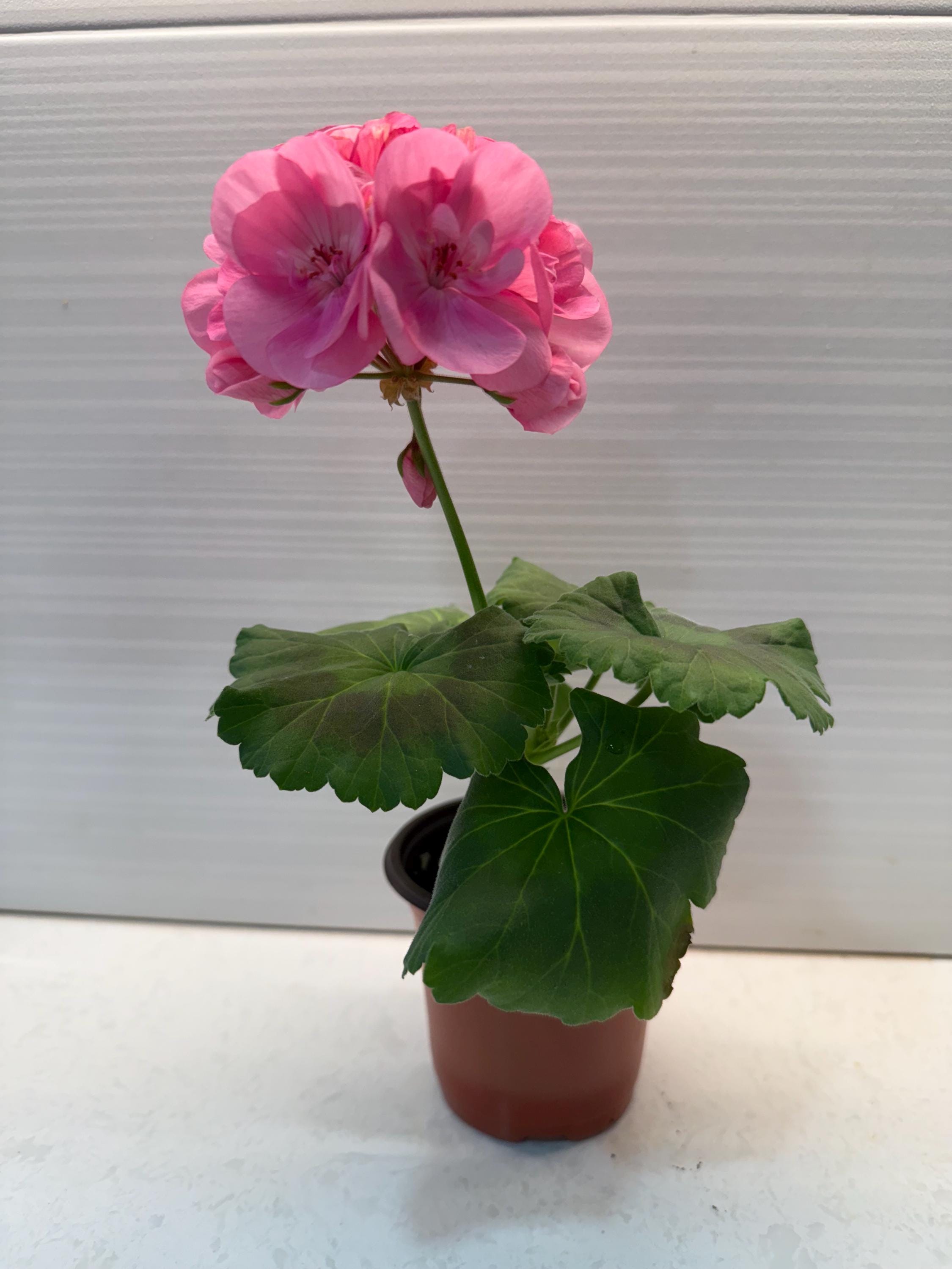 Geranium Pink, Fragrant Pink Flower Live House Plant, Rare Pelargonium ...