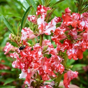Könnte beinhalten: Eine Ansammlung von Impatiens balsamina-Blüten mit gerüschten Blütenblättern in einem gesprenkelten Muster aus leuchtendem Rot und Weiß. Die Blüten sitzen an grünen Stängeln mit gezackten Blättern, und ein kleines schwarzes Insekt ist zu sehen.