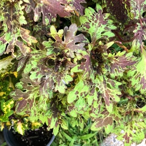 May include: A close-up of a plant with green and purple leaves. The leaves have a mottled pattern and are arranged in a cluster.