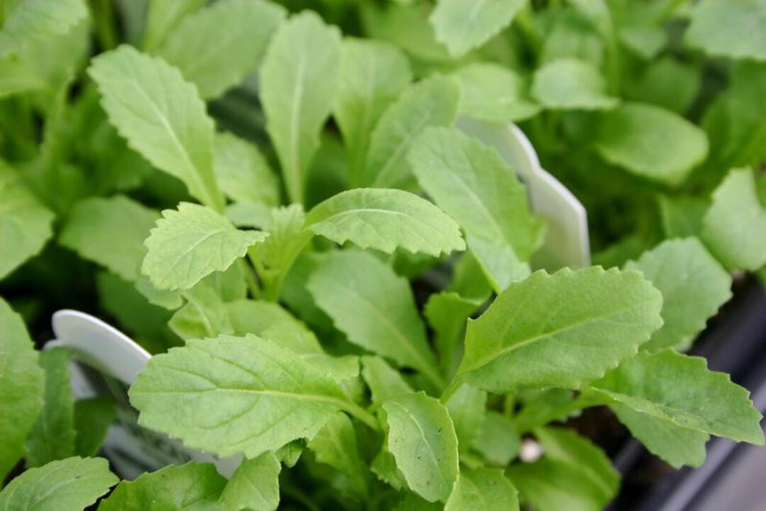 Arugula seeds Wasabi Spicy Vegetable & Herb Easy to Grow Etsy