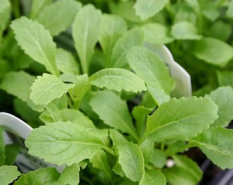 Rucola (Samen) Wasabi, würziges Gemüse & Kräuter, einfach zu züchtende, seltene frische essbare lebende Pflanze für Ihren Garten oder Bauernhof, Geschenk für Gärtner