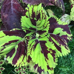 Coleus (seeds) Kong Mosaic, Vibrant Ornamental Plant, Rare Seeds for Planting, Great for Outdoors and Indoors, Colorful Gift for Gardener