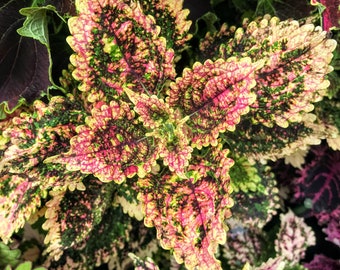 Coleus (cutting) Pinata