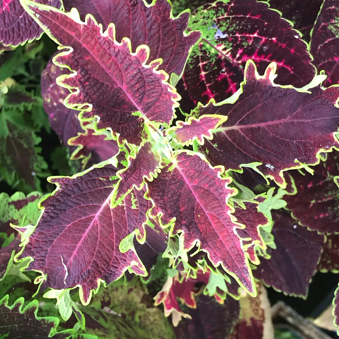 Coleus Bright Ruffles, Live Rooted Starter Plant, Vibrant Ornamental ...
