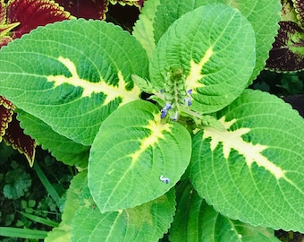 Coleus (seeds) Wizard Nephrite, Vibrant Ornamental Plant, Rare Seed for Planting, Great for Outdoors and Indoors, non-GMO, Gift for Gardener