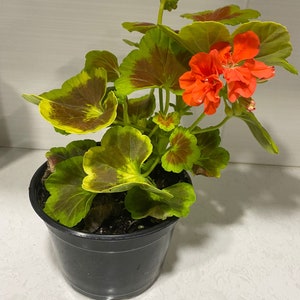 Geranium Occold Shield, Coral Flowering Live House Plant, Rare Pelargonium, Gift for Gardener, Easy to Grow and Care, Indoor or Outdoor image 4