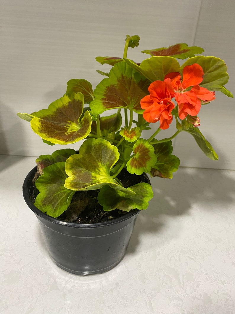 Geranium Occold Shield, Coral Flowering Live House Plant, Rare Pelargonium, Gift for Gardener, Easy to Grow and Care, Indoor or Outdoor image 4