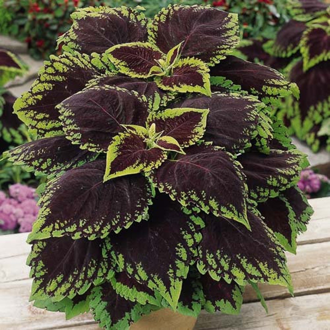 Coleus seeds Kong Scarlet, Vibrant Ornamental Plant, Rare Seeds for