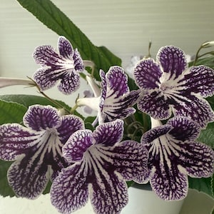 Streptocarpus Ladyslippers Grape Ice Live Starter Plant, Easy-to-Grow Rare Indoor Houseplants, Purple Violet Blooms, Gesneriad Cape Primrose
