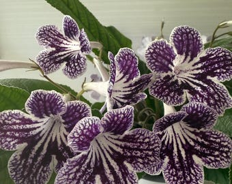River Mist Venus African Violet Starter Plant (ALL Starter PLANTS