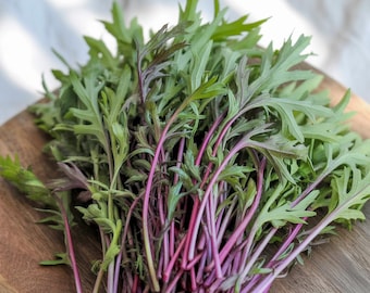 Mizuna Early Greens – Japanese Mustard Spinach Vegetable, Fast