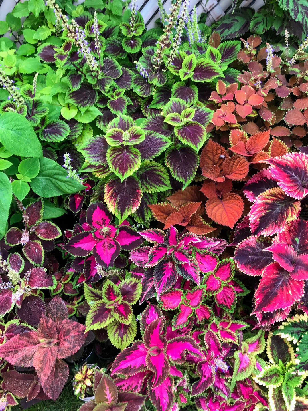 Coleus (Samen) Vomov Master Blend, Lebendige Zierpflanze, seltene Samen