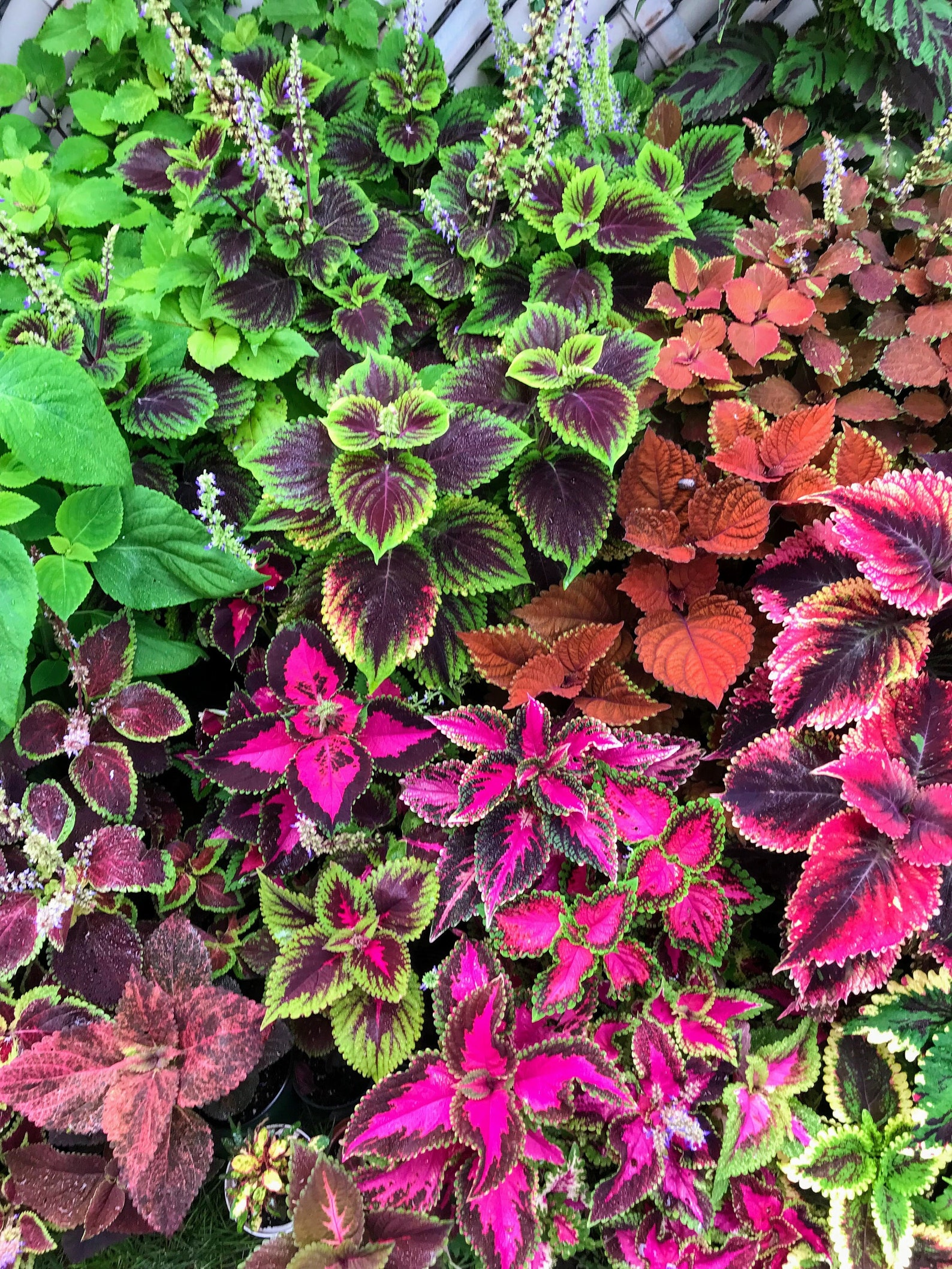 Coleus Samen Vomov Master Blend, Lebendige Zierpflanze, seltene Samen
