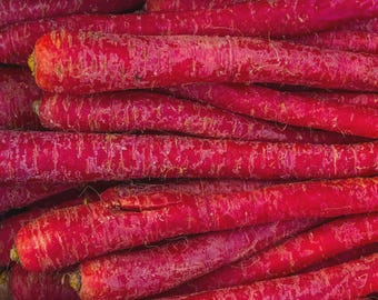Carrot (seed) Kyoto Red, Rare Japanese Heirloom Sweet Red Root Vegetable Easy Grow Garden Gift, Fresh Edible Live Plant, Garden or Farm