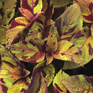 Coleus (seeds) Sun Mighty Mosaic, Vibrant Ornamental Plant, Rare Seeds for Planting, Great for Outdoors and Indoors, Gift for Gardener