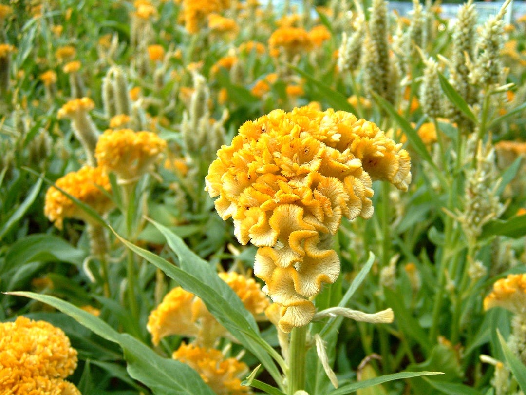 Celosia (seeds) Twisted Yellow Cockscomb Cristata Brain Flower Celosia ...