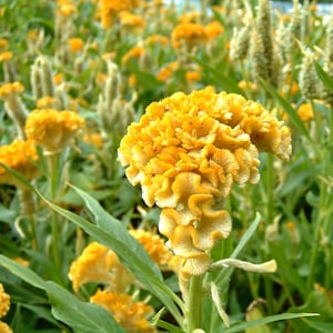 Puede incluir: Primer plano de una vibrante flor de Celosia amarilla, también conocida como cresta de gallo, con una apariencia texturizada única. La flor está rodeada de hojas verdes y otras plantas de Celosia, creando una escena floral natural.