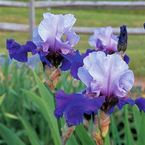 Bearded Iris Best Bet (rizoma) Rara flor violeta vibrante e ondulada rebrotando, planta viva para ambientes externos ou internos, presente para jardineiro