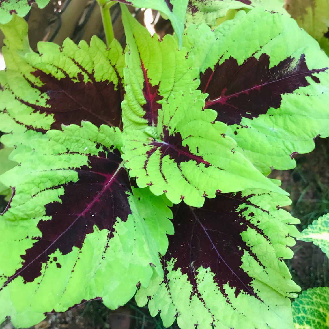 Coleus seeds Kong Lime Sprite - Etsy
