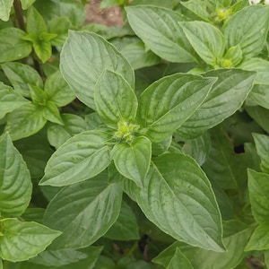 Pode incluir: Close-up de folhas frescas de manjericão verde. As folhas são ovais com veias proeminentes e uma superfície ligeiramente brilhante. A planta tem um botão central e é rodeada por outras plantas de manjericão.