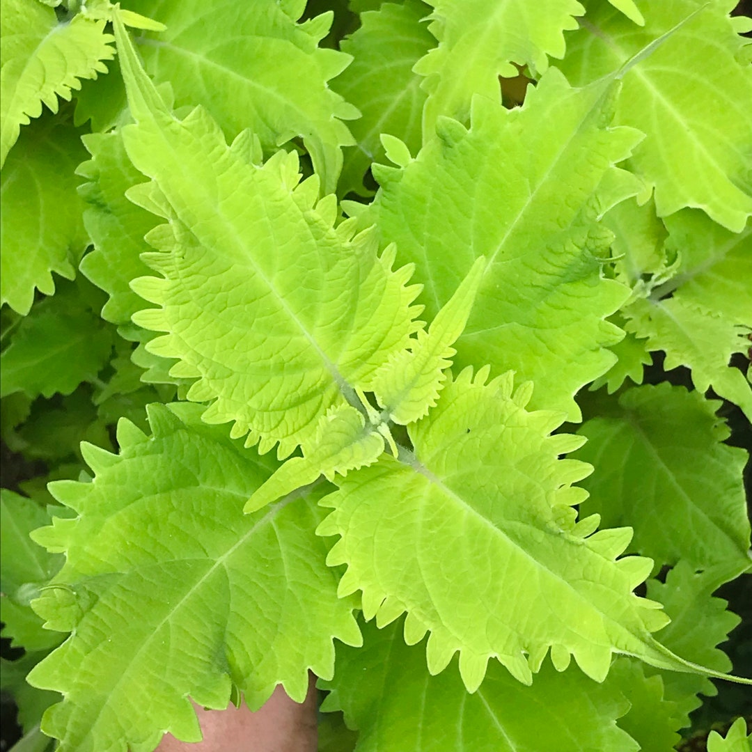 Coleus Wasabi, Live Starter Plant, Vibrant Green Ornamental Foliage