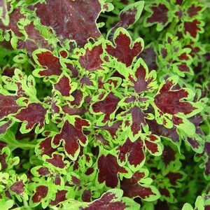 Coleus Inky Fingers, Live Starter Plant, Vibrant Ornamental Foliage, Great for Outdoors and Indoors, Rare Colorful Gift for Gardener