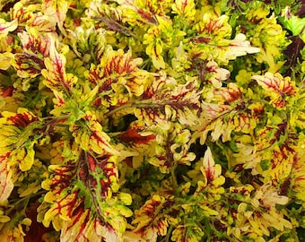 Coleus Caracas, Live Starter Plant, Vibrant Ornamental Foliage, Great for Outdoors and Indoors, Rare Colorful Gift for Gardener