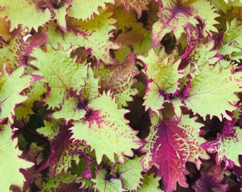 Coleus Henna, Live Rooted Starter Plant, Vibrant Ornamental Foliage, Great for Outdoors and Indoors, Rare Colorful Gift for Gardener