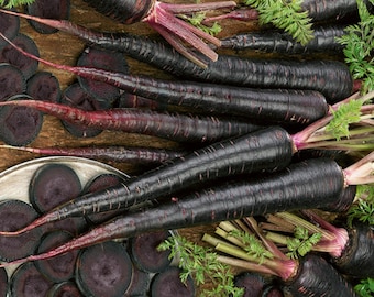 Carrot (seed) Black Nebula, Tasty Root Vegetable, Easy to Grow Fresh Edible Live Plant for Your Garden or Farm, Rare Gift for Gardener
