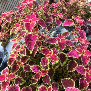 May include: Close-up of a vibrant coleus plant with deep magenta and green leaves. The leaves have a textured appearance with a contrasting yellow-green edge. The plant is densely packed, creating a lush, colorful display.