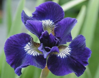 Iris Shirley Pop (rhizome) Siberica Siberian Iris Live Plant, Blue Violet Blooms, Rare Hardy Perennial, Outdoor Iris Bulb, Pond Garden Decor