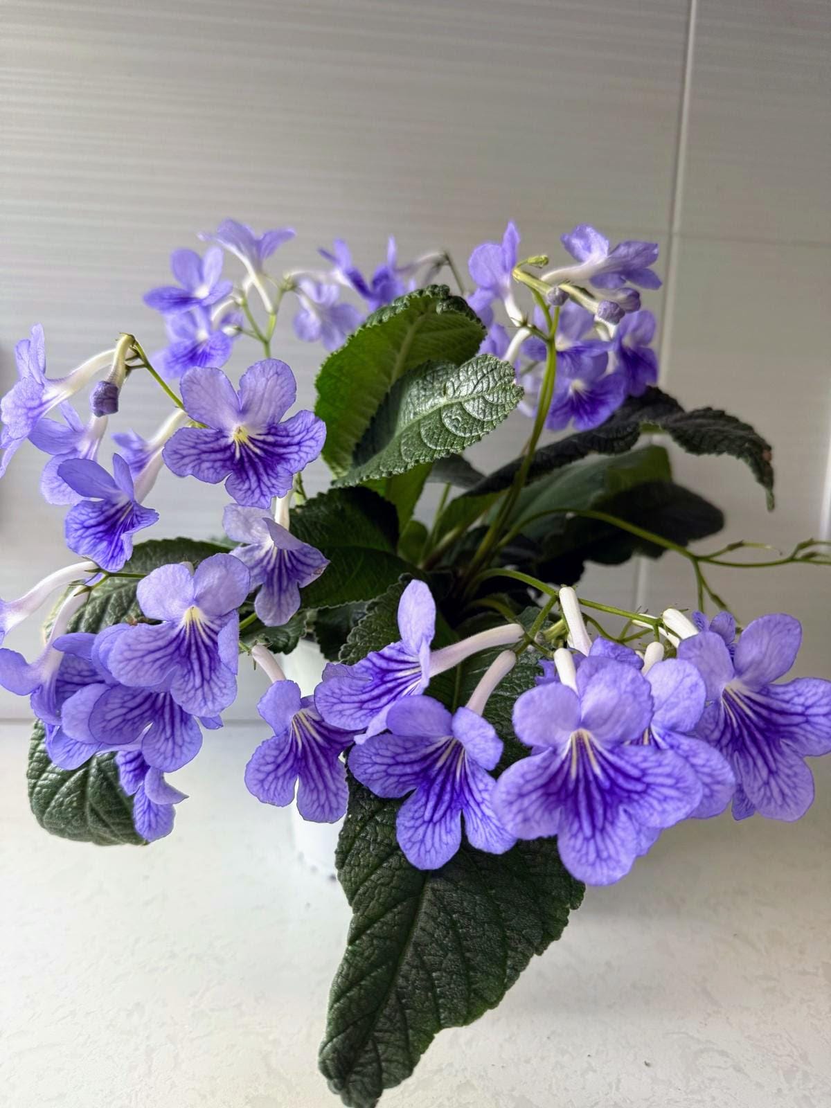 Streptocarpus Ladyslippers Blue Ice Live Starter Plant, Easy Grow Rare  Houseplant, Vibrant Lavender Bloom Veined Cape Primrose Evergreen - Etsy