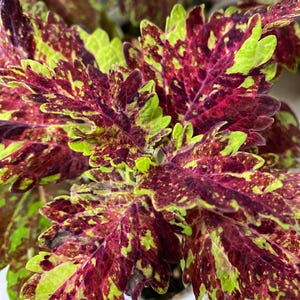 May include: Close-up of a coleus plant with vibrant, patterned leaves. The leaves display a mix of deep burgundy, lime green, and yellow-green hues. The plant is in a white pot, showcasing the colorful foliage.