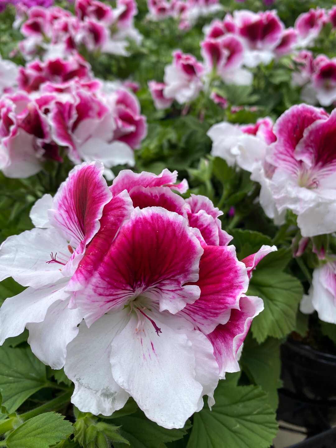 Geranium Regal Geranium , Fragrant Pink Flower Live House Plant, Rare ...