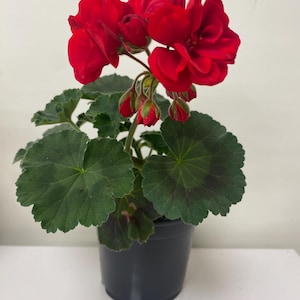Geranium Zonale Red, Fragrant Red Flower Live House Plant, Rare Pelargonium Gift for Gardener, Easy to Grow and Care Indoor or Outdoor