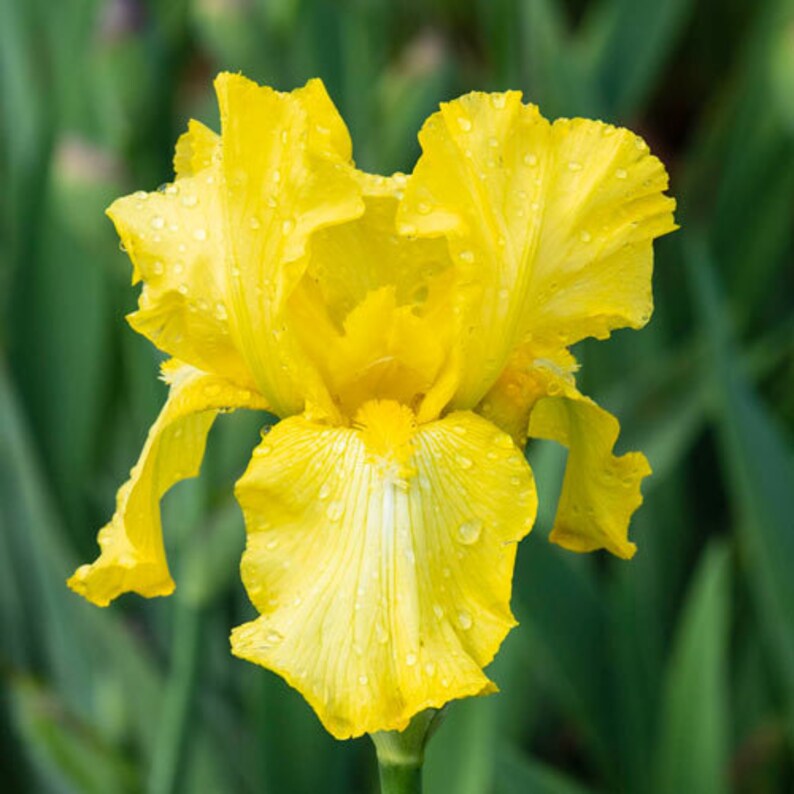 50 Fire Glow Bearded Iris Seeds – Vibrant Red & Black Ruffled Blooms, Perennial