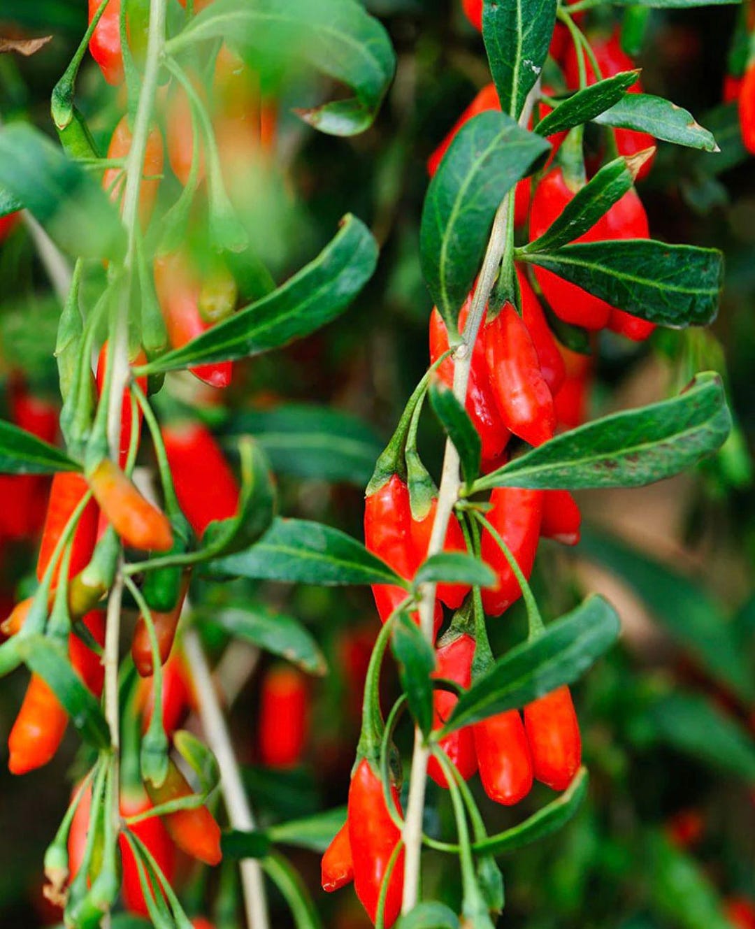 Goji Berry Live Rooted Starter Plant, 1 Year Old, Lycium Barbarum ...