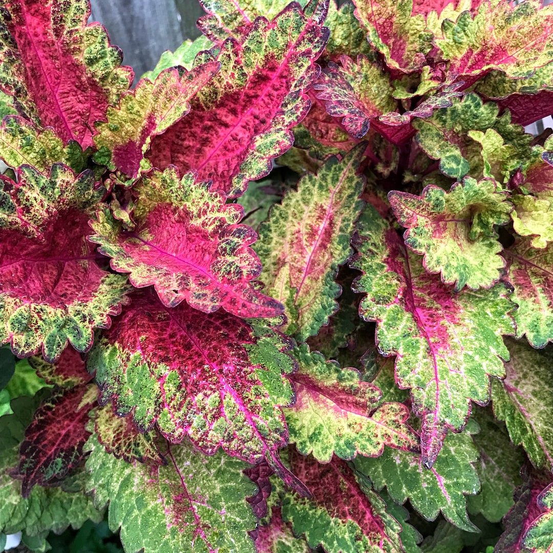 Coleus Indian Summer, Live Starter Plant, Vibrant Ornamental Foliage ...