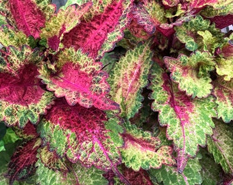 Coleus Indian Summer, Live Starter Plant, Vibrant Ornamental Foliage, Great for Outdoors and Indoors, Rare Colorful Gift for Gardener