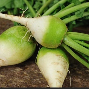 Radish (seeds) Japanese Wasabi, Tasty Root Vegetable, Easy to Grow Fresh Edible Plant for Your Garden or Container, Rare Gift for Gardener