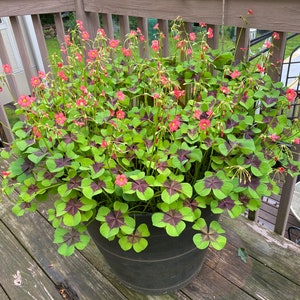 May include: A large black pot filled with a vibrant plant featuring four-leaf clover-shaped leaves. The leaves are green with a deep purple center. Delicate pink flowers bloom above the foliage, creating a striking contrast. The pot sits on a wooden deck.